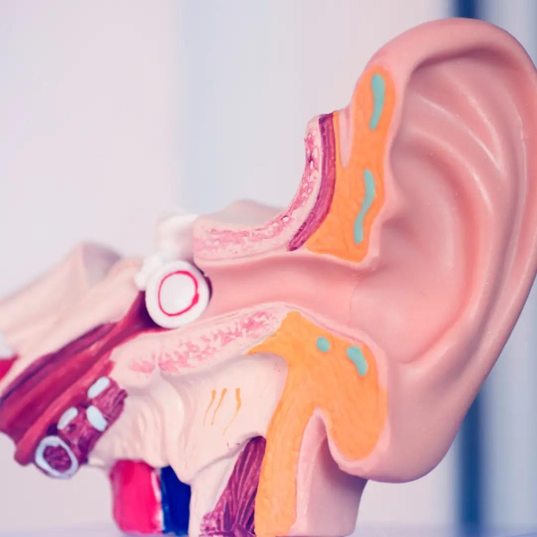 A model shows the outer, middle, and inner ear.
