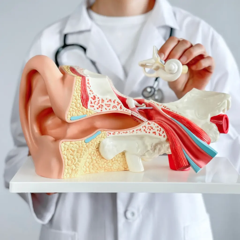 An audiologist holds a 3-D model of the ear.