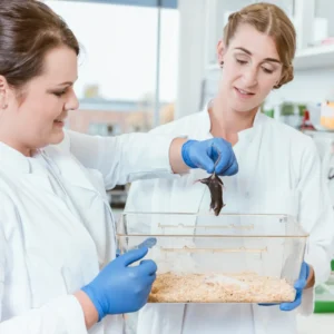 Scientists place a mouse into a habitat. 