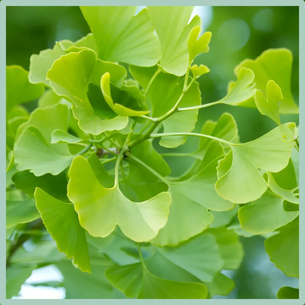 Bright green Ginkgo leaves face the reader.