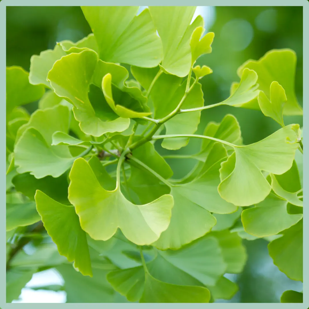 Ginkgo Biloba and Tinnitus: A Scientific Exploration of Potential