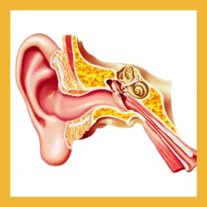 A diagram of the outer, middle, and inner ear sits on a white background. 