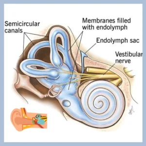 A diagram of the inner ear shows the vestibular system.