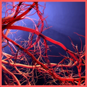 A close up view of blood vessels. 
