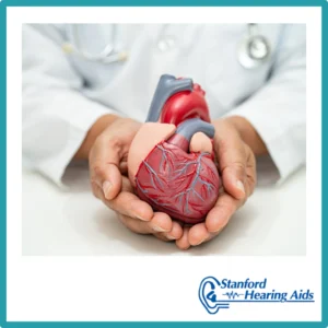 A doctor cups a heart model in his hands. 
