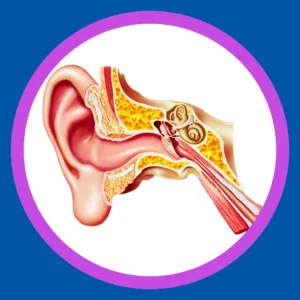 A diagram of the ear sits on a white background. 