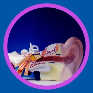 A diagram of an inner ear sits on a blue background. 